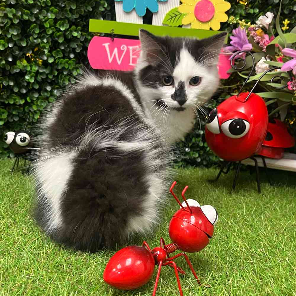 carousel pet images