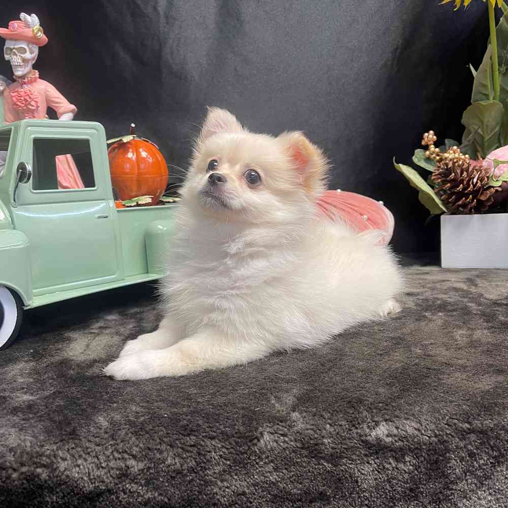 carousel pet images