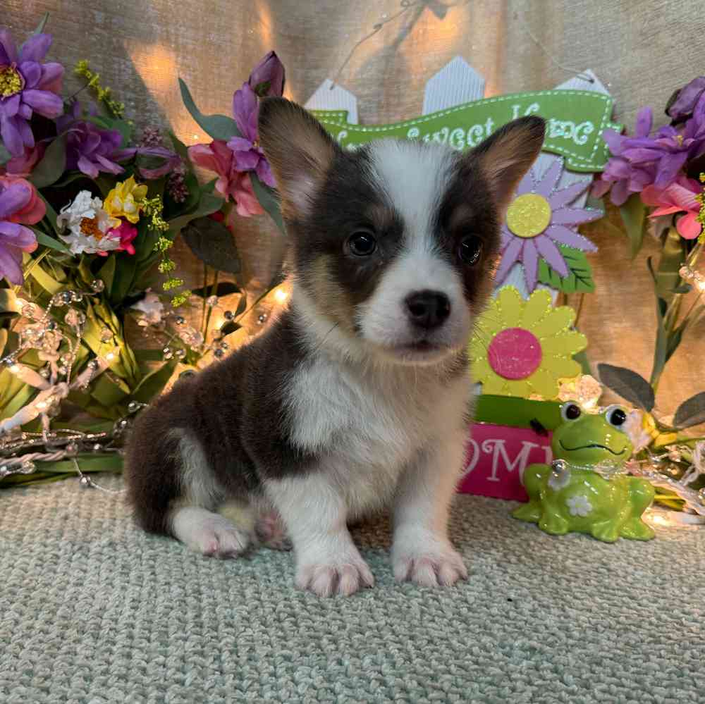 carousel pet images