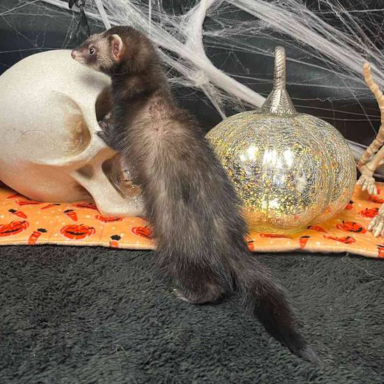 Ferret