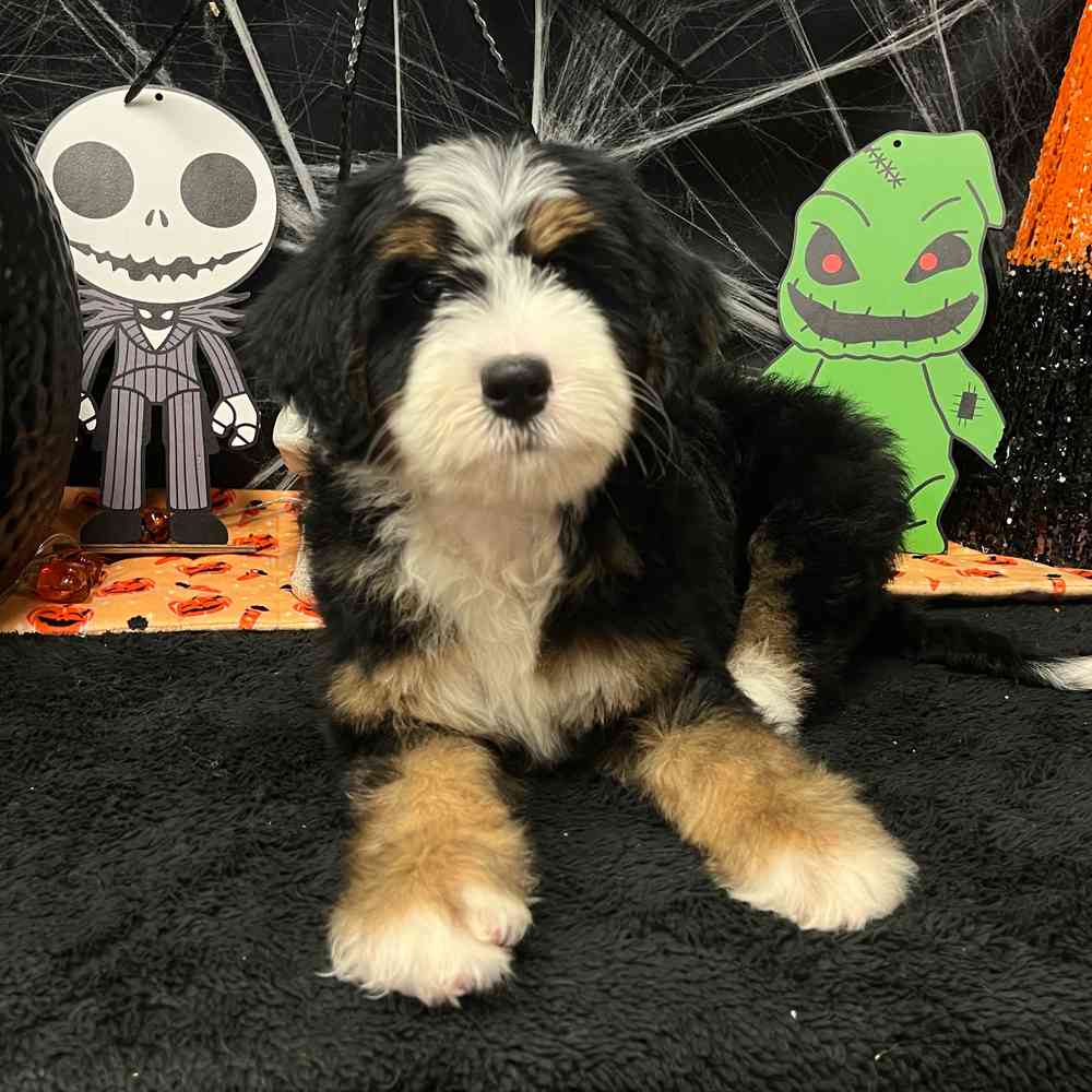 carousel pet images