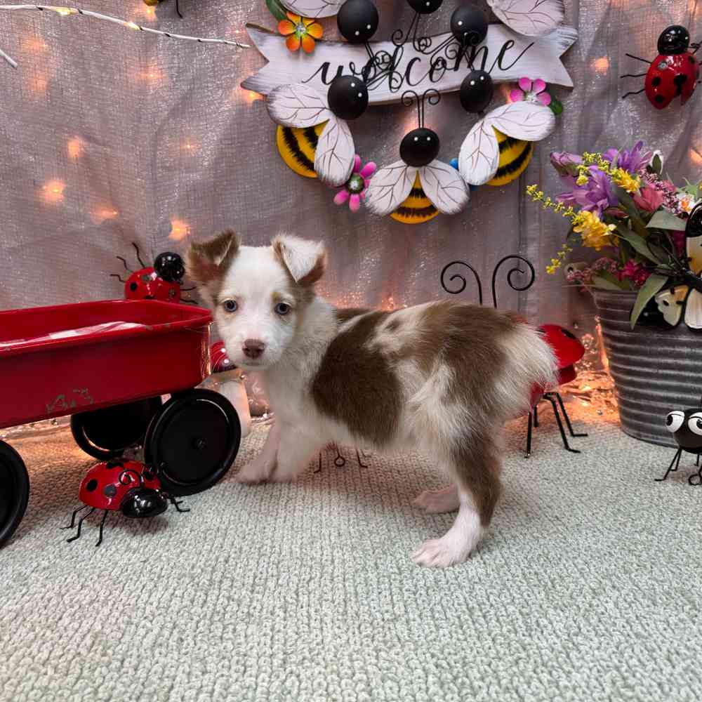 carousel pet images