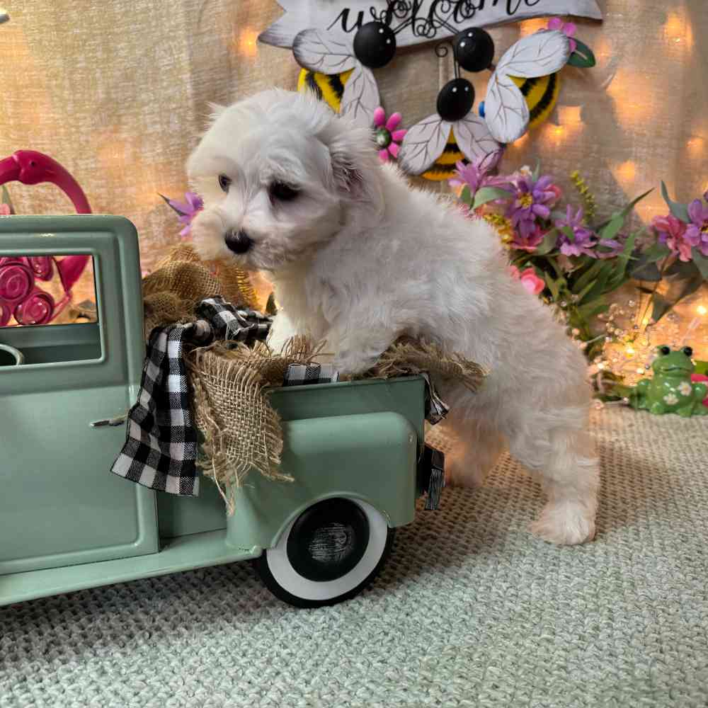 carousel pet images