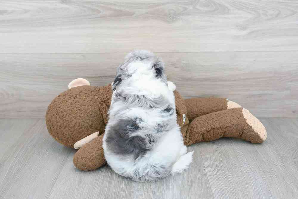 carousel pet images