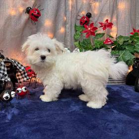 Maltese
