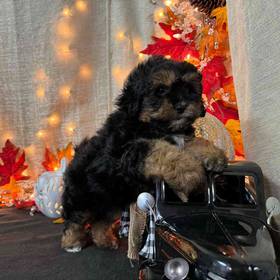 Lhasa-Poo