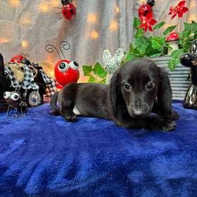 Dachshund