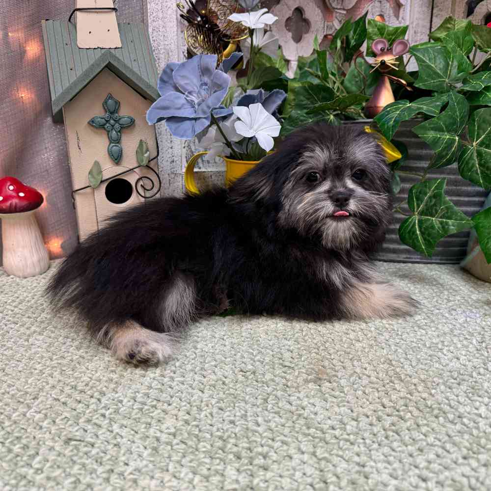carousel pet images