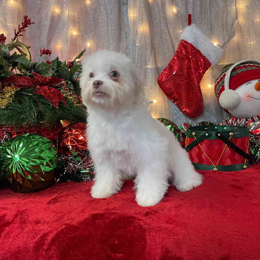 carousel pet images