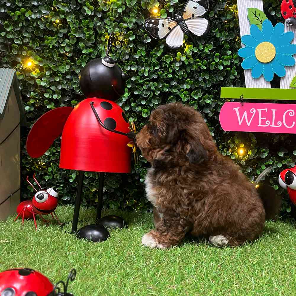 carousel pet images