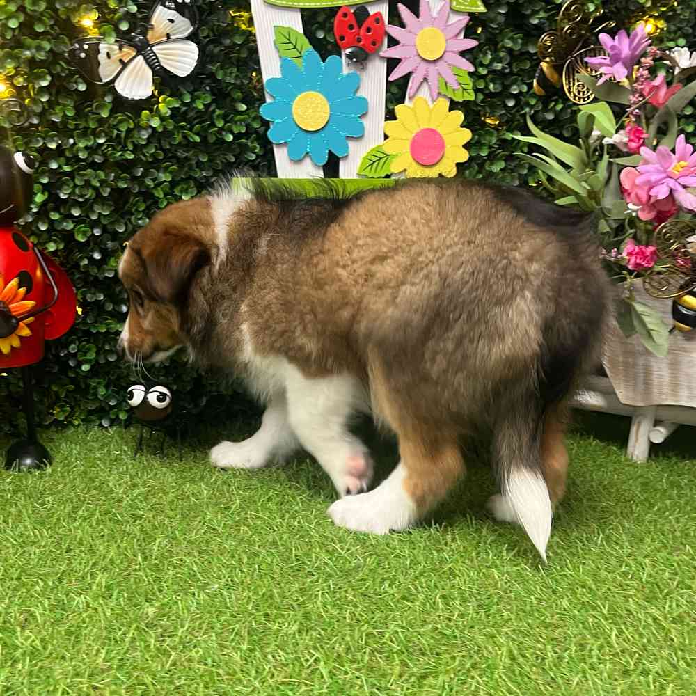 carousel pet images