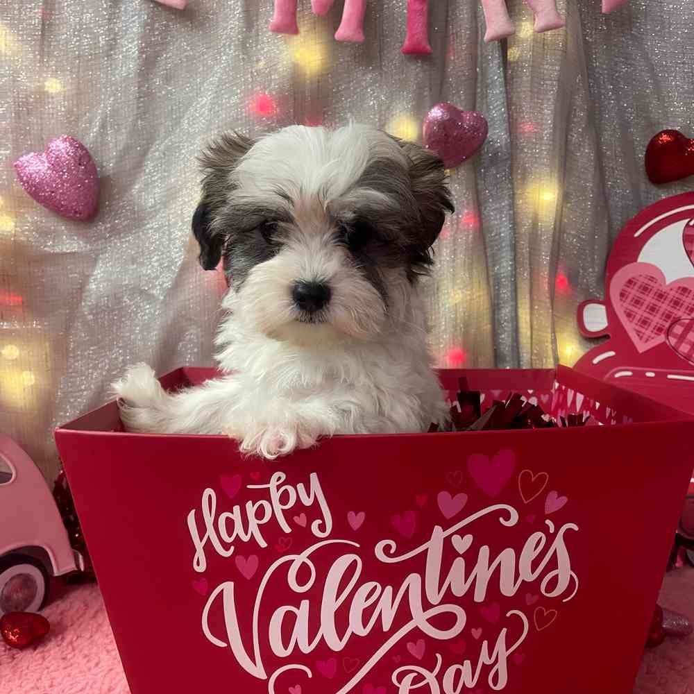 carousel pet images