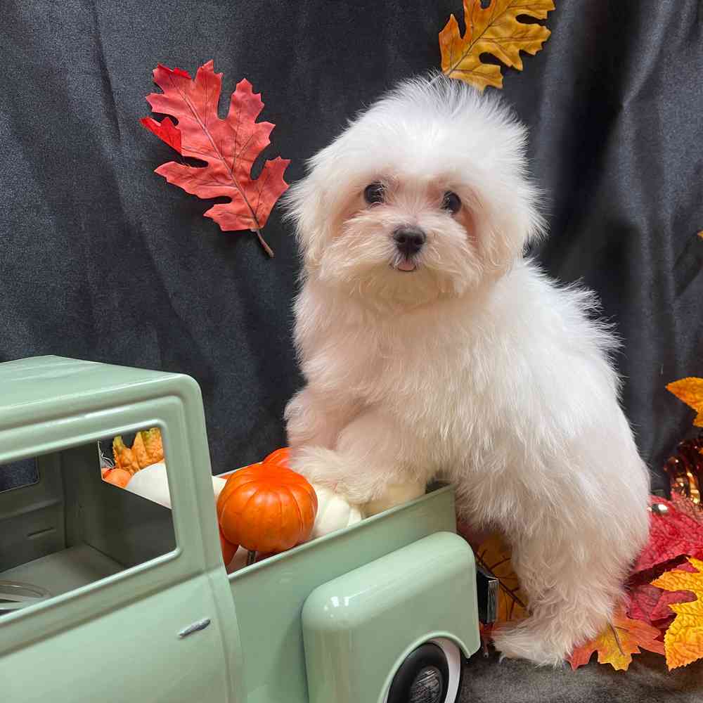 carousel pet images