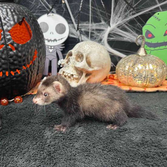 Ferret