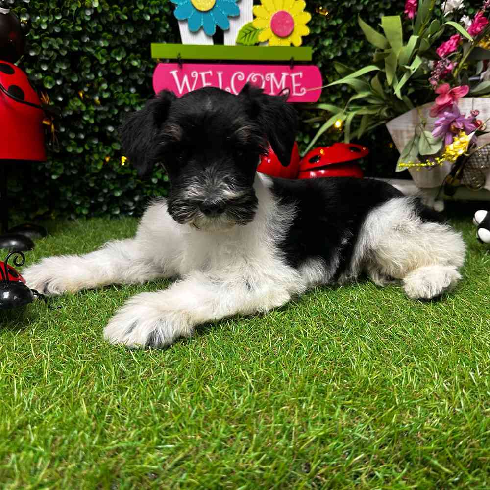 Image of a pet breed in the gallery