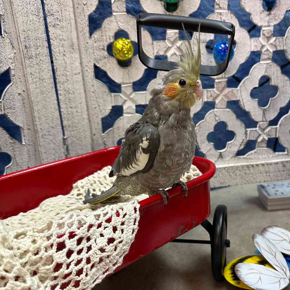 carousel pet images