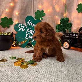 Mini Goldendoodle