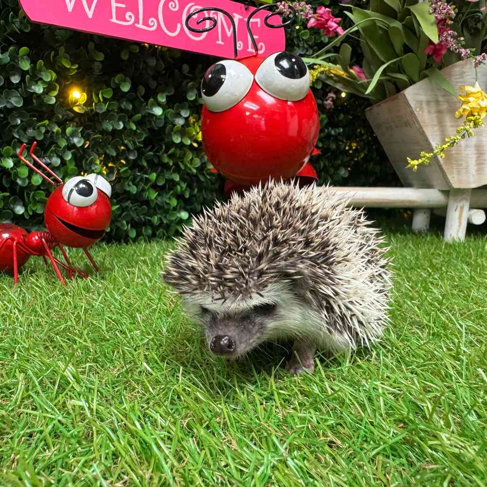 carousel pet images
