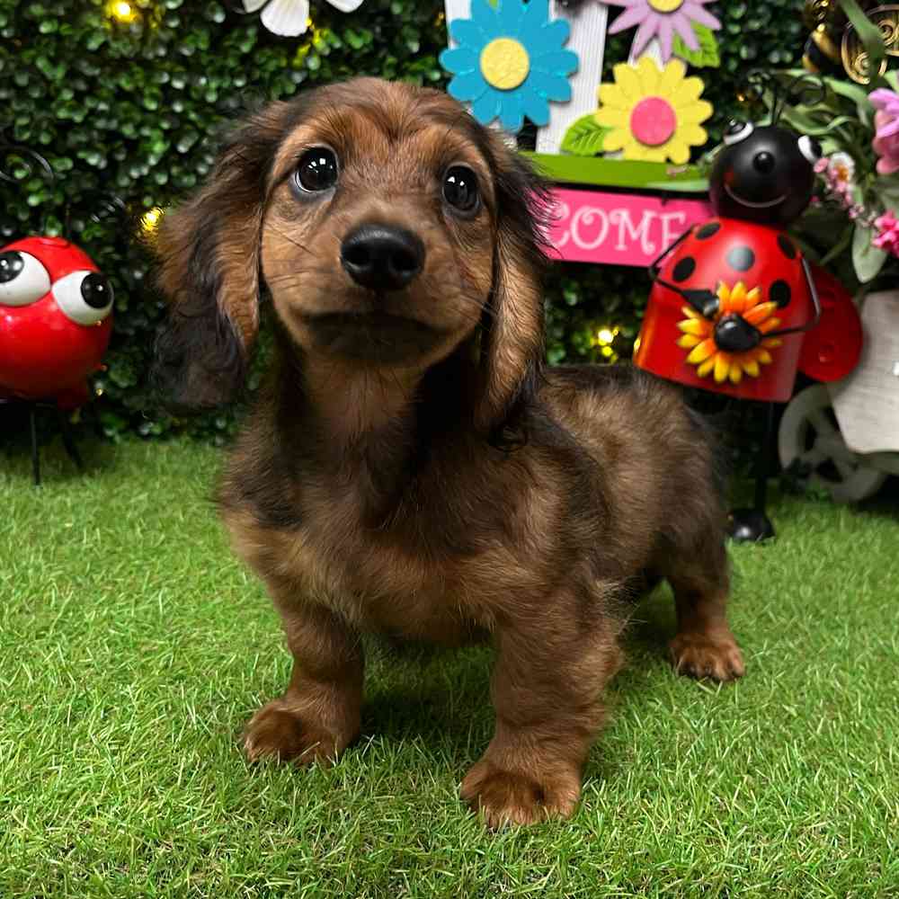 carousel pet images