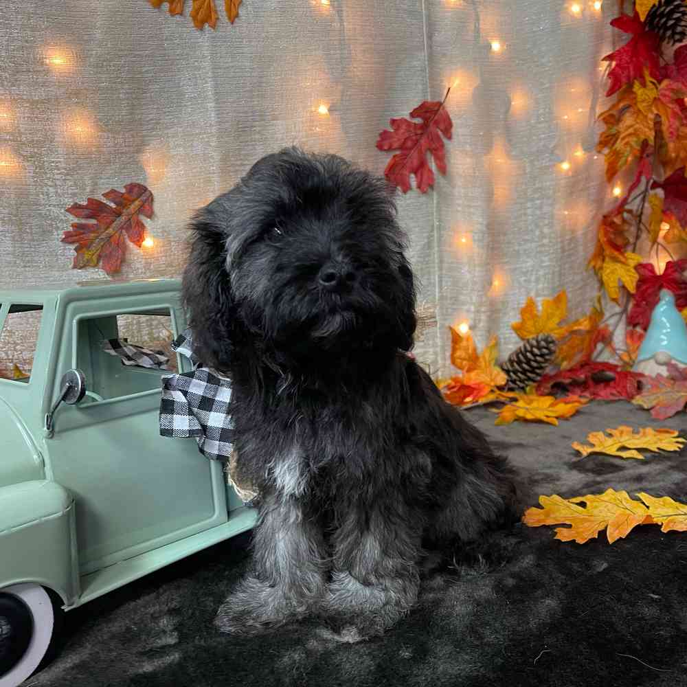 carousel pet images