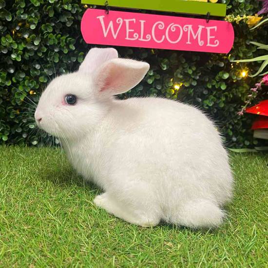 Flemish Giant Holland Lop Mix