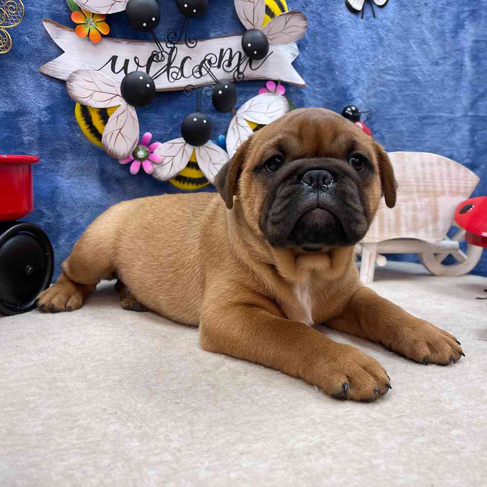 carousel pet images