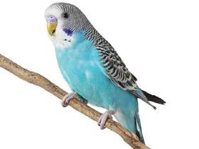 Parakeet
