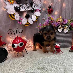 Yorkshire Terrier