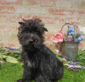 Mini Schnauzer