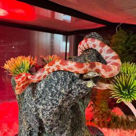 Anery Sunkissed Corn Snake