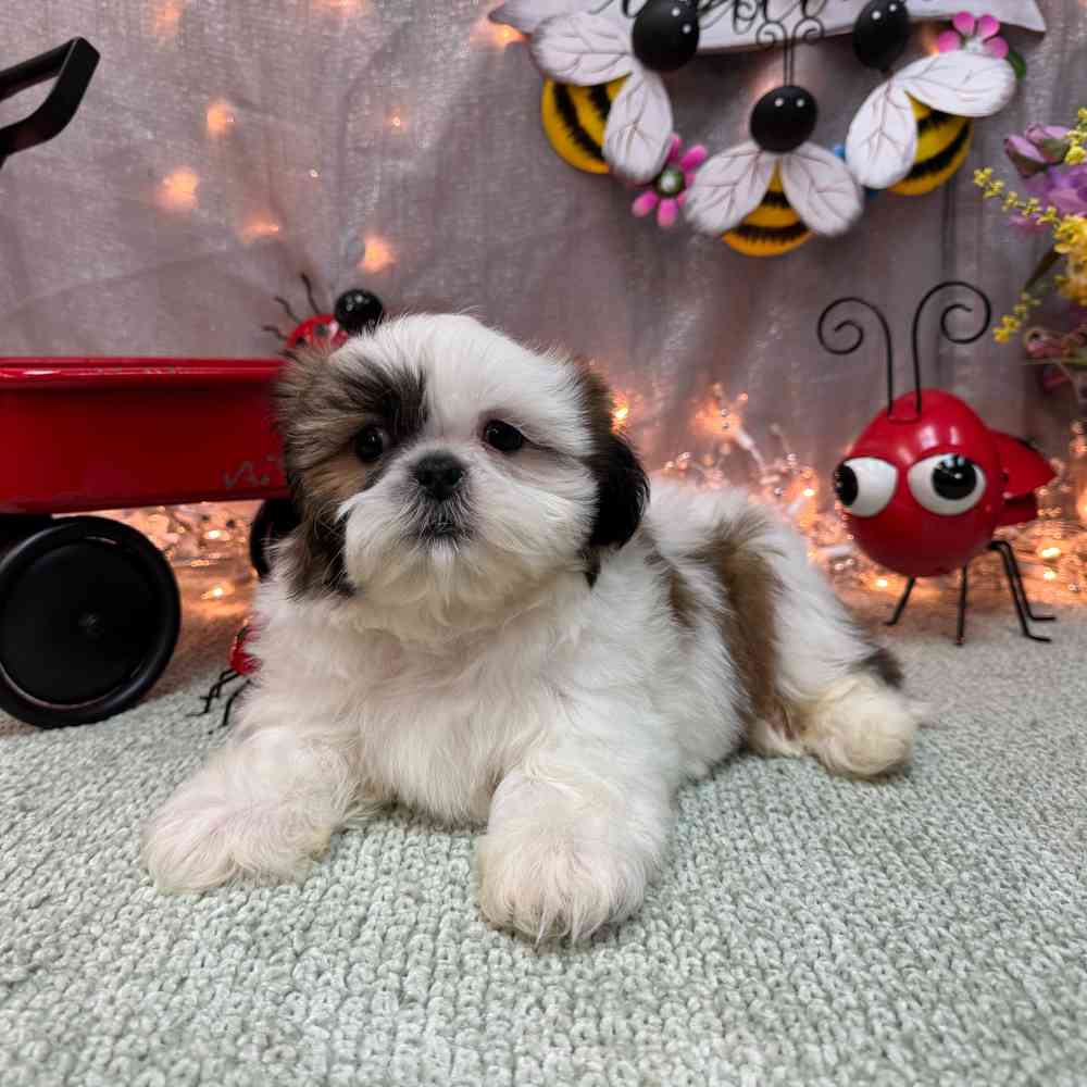 carousel pet images
