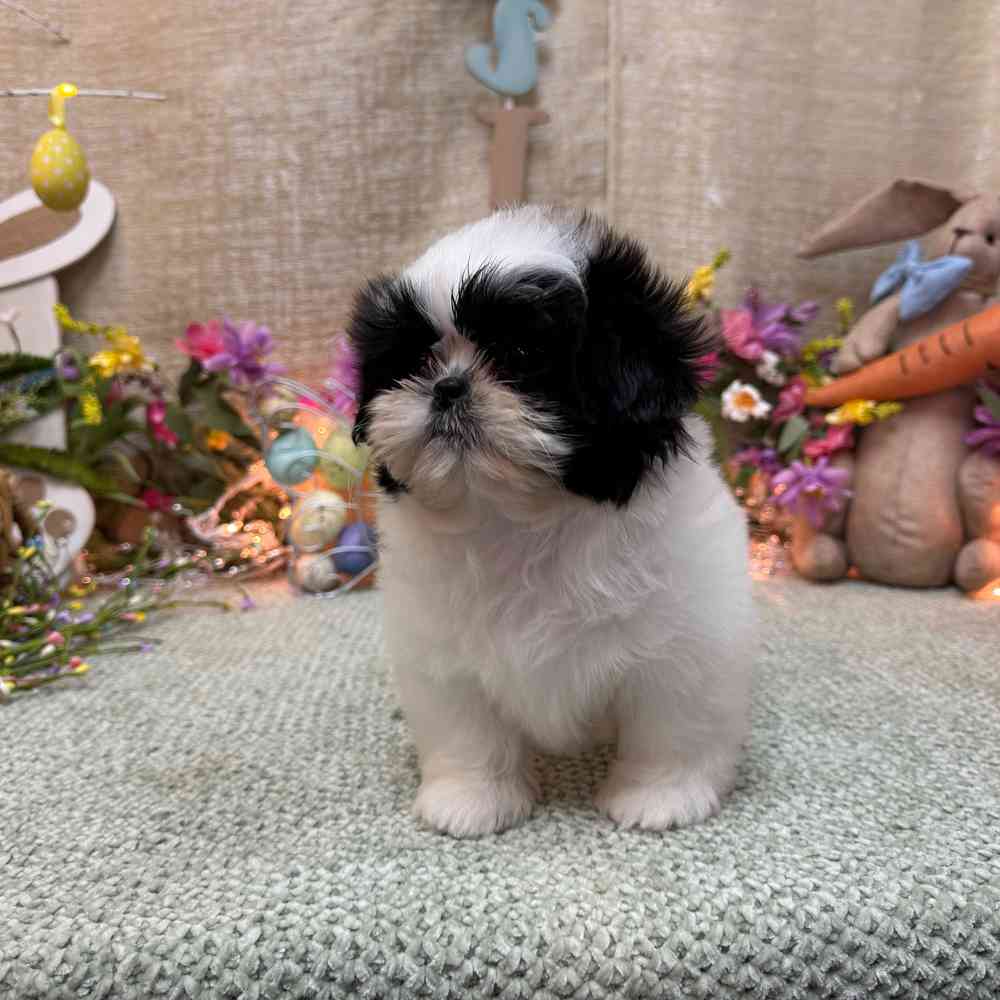 carousel pet images