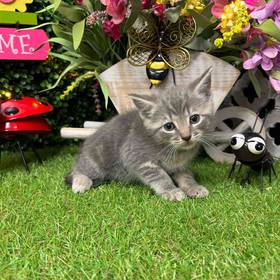 Domestic Kitten