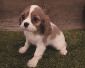 Cavalier King Charles Spaniel