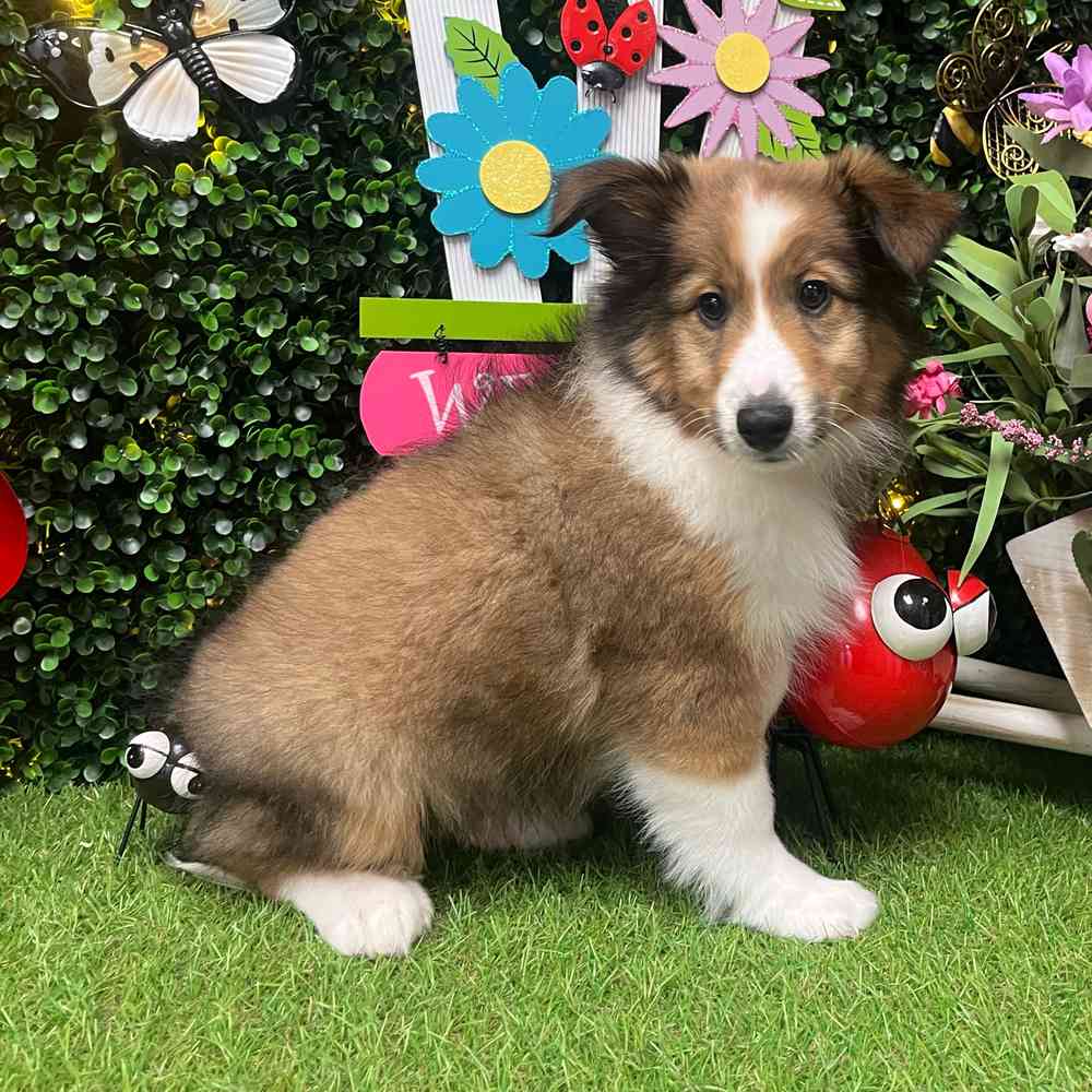 carousel pet images