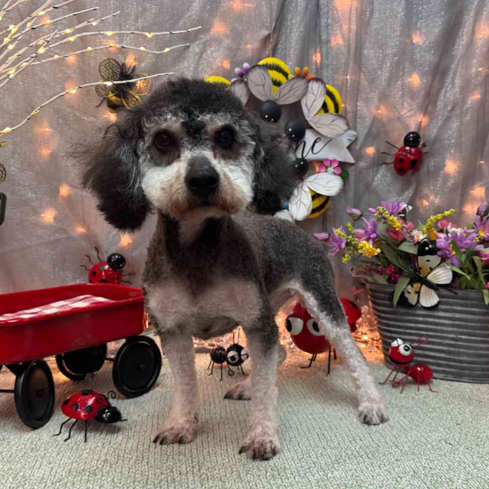 Image of a pet breed in the gallery