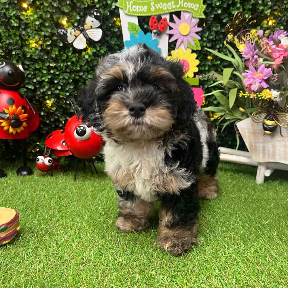 carousel pet images