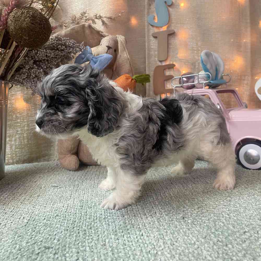 carousel pet images