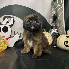 Shih-Poo