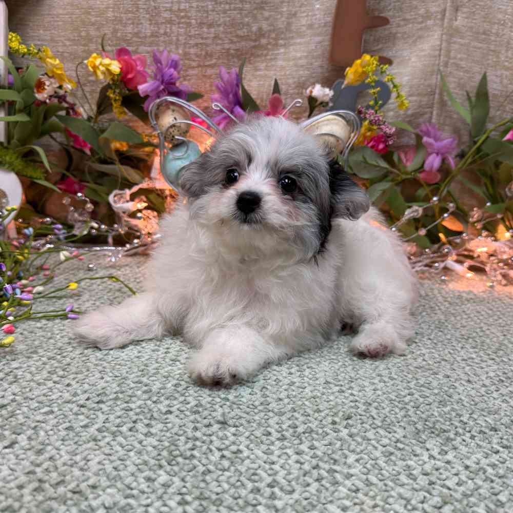 carousel pet images