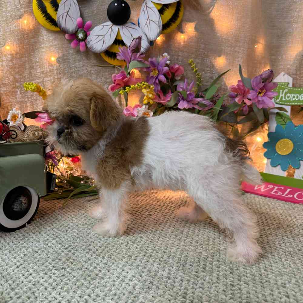 Shiffon Puppies for sale Pets Plus Stafford