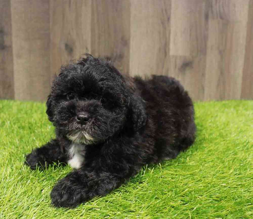 Image of a pet breed in the gallery