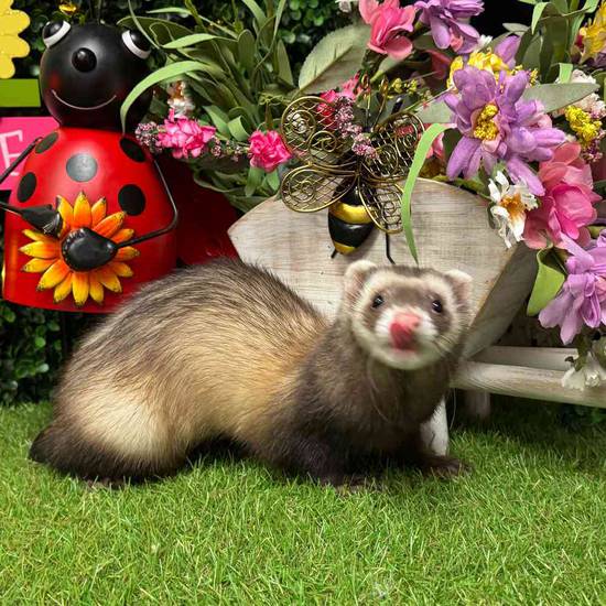 Ferret