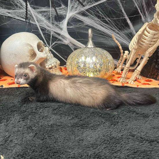 Ferret