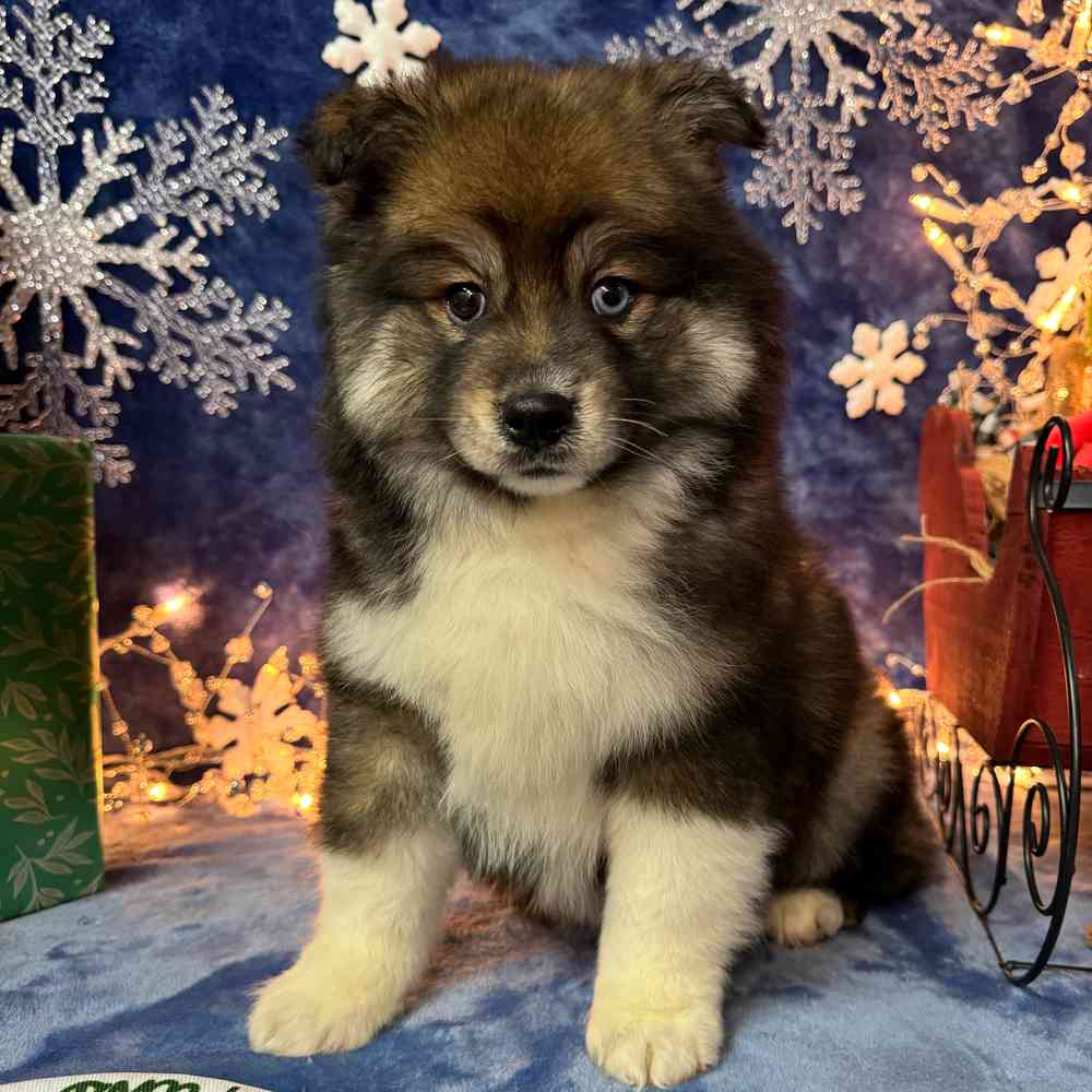 carousel pet images