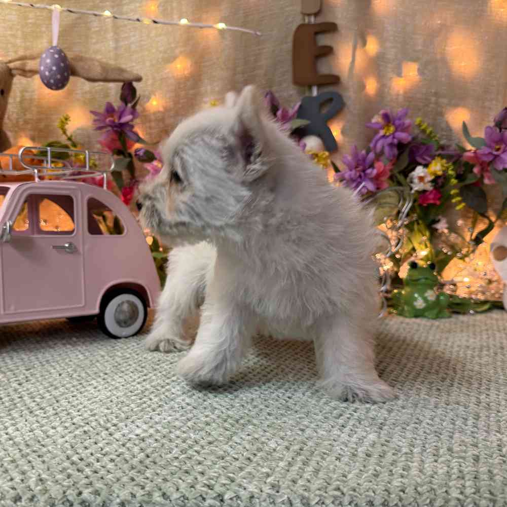 carousel pet images