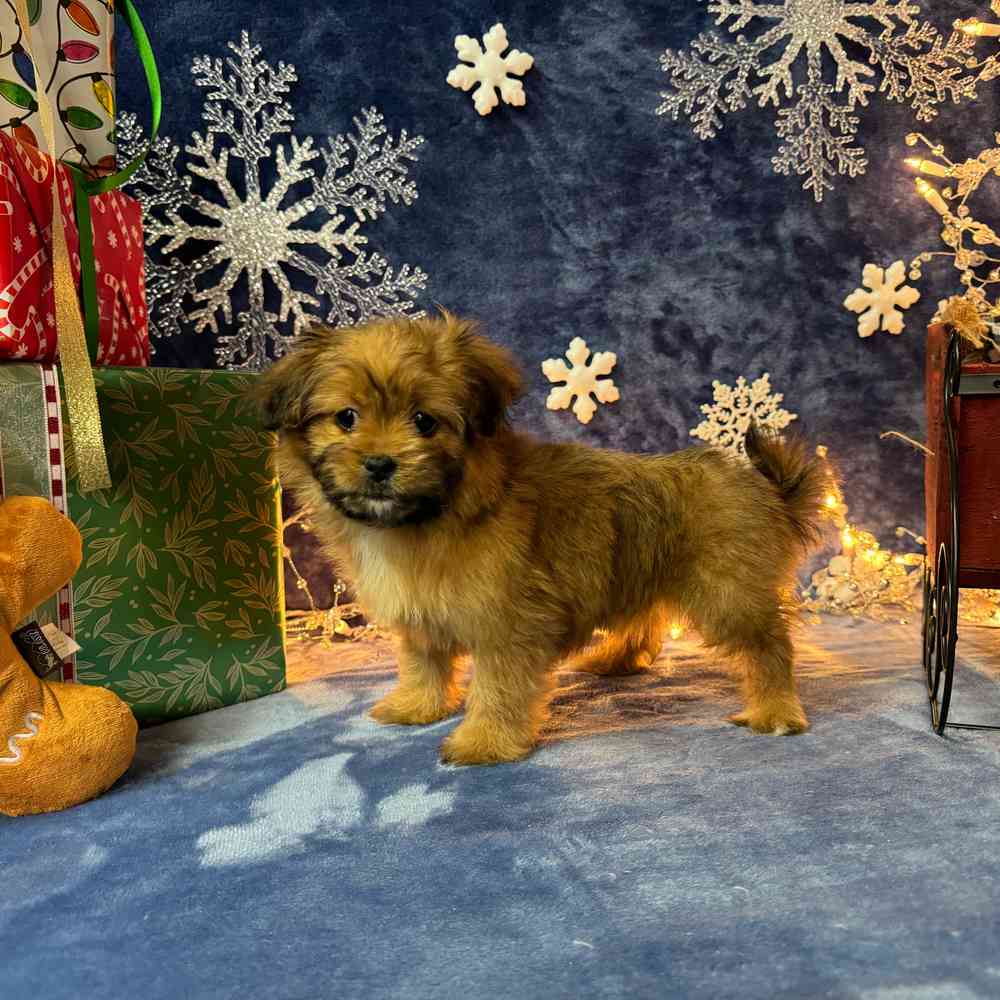 carousel pet images