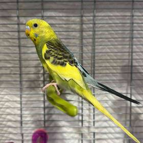 Parakeet