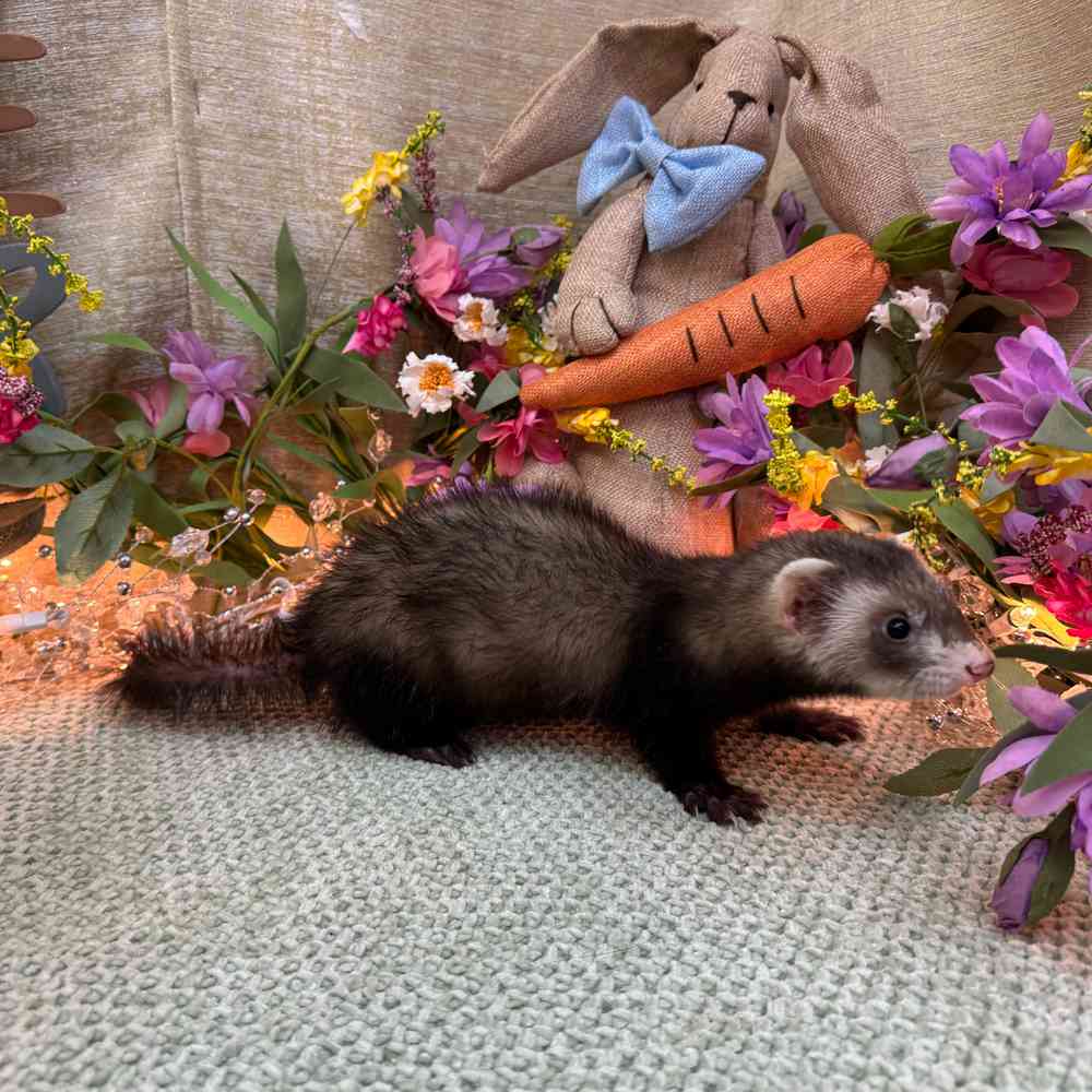 carousel pet images