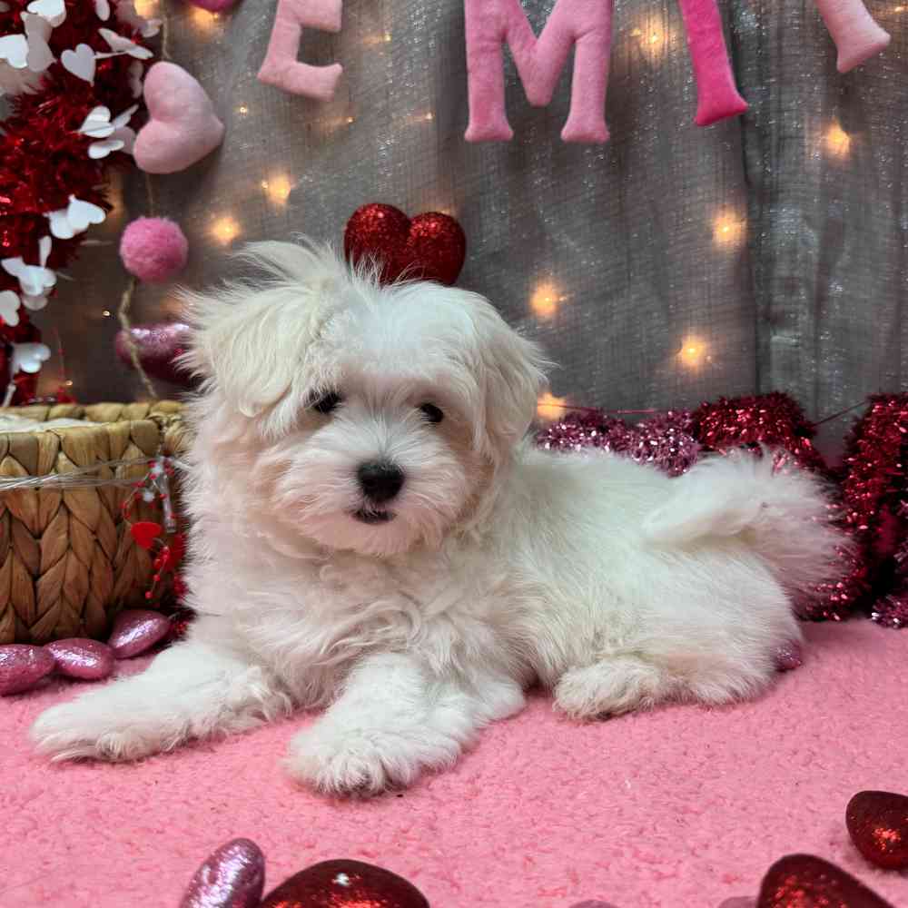 carousel pet images